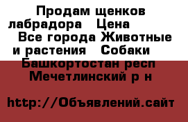 Продам щенков лабрадора › Цена ­ 20 000 - Все города Животные и растения » Собаки   . Башкортостан респ.,Мечетлинский р-н